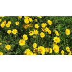 Prairie Coreopsis